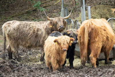 Galloway cattle standing in a field