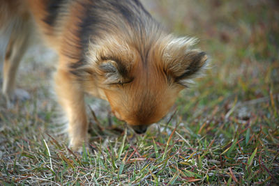 Close-up of a dog on field