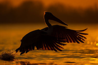 Close-up of bird flying over lake