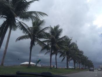 Palm trees on beach against sky