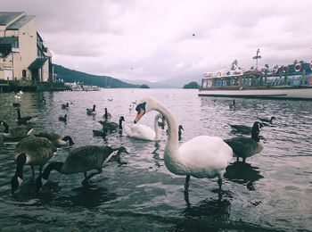 Mute swans and canada geese in lake