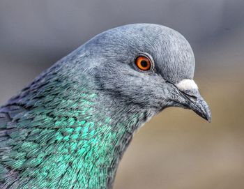 Close-up of bird against blurred background