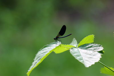 Close-up of insect on leaf