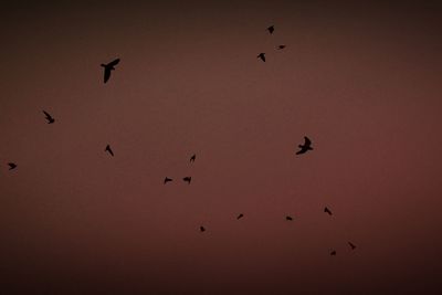 Low angle view of birds flying in sky