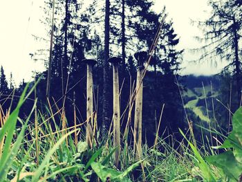 Close-up of tree trunk in forest