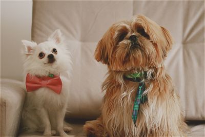 Two dogs in a tie in the couch, staring at the camera