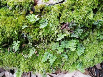 High angle view of moss growing on field