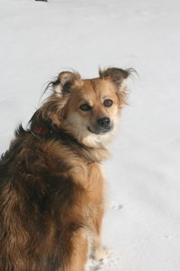 Portrait of dog looking away