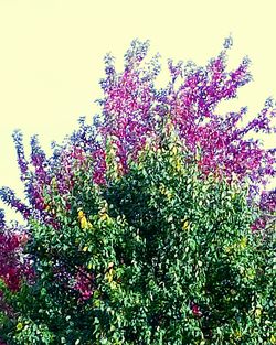 Low angle view of flowers on tree