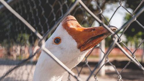 Close-up of bird in cage