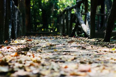 Surface level of fallen leaves on land in forest during autumn