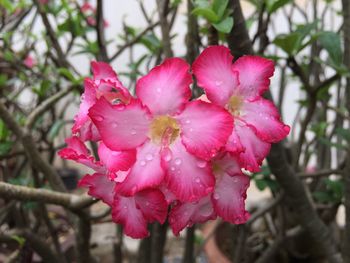 Close-up of wet pink flower blooming outdoors