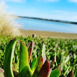 Close-up of succulent plant on field against sky