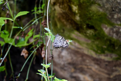 Butterfly on leaf