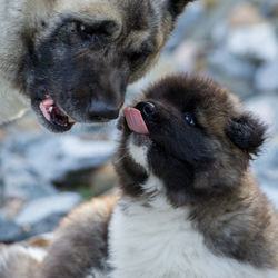Close-up of dog with puppy sticking out tongue