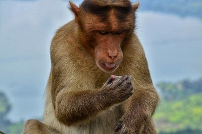 Close-up of monkey against sky