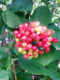 Close-up of red leaves