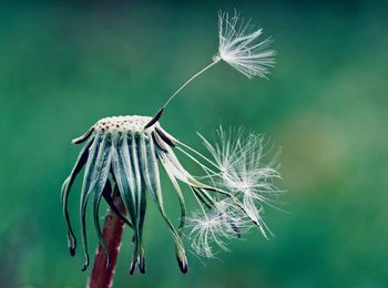 Close-up of wilted plant