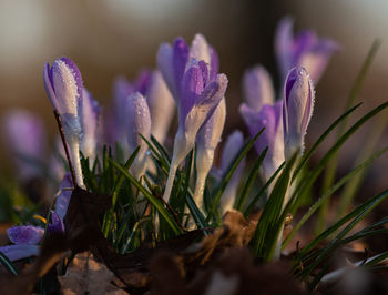 Close-up of purple crocus flowers on field