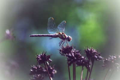 Close-up of dragonfly on purple flower