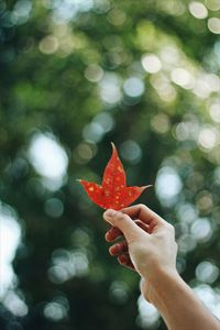 Close-up of hand holding autumn leaf against tree