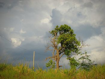 Close-up of tree against sky