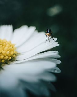 Close-up of insect on flower