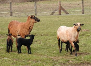 Goats on grassy field