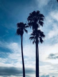 Low angle view of palm trees against sky