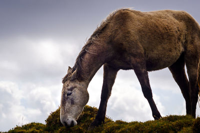 Horse grazing in a field