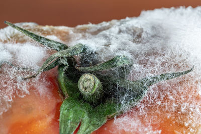 Close-up of pineapple