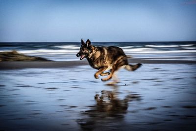 Dog on beach against sea