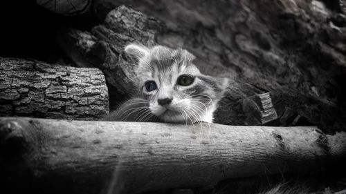 Close-up portrait of a cat