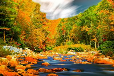 Scenic view of forest during autumn