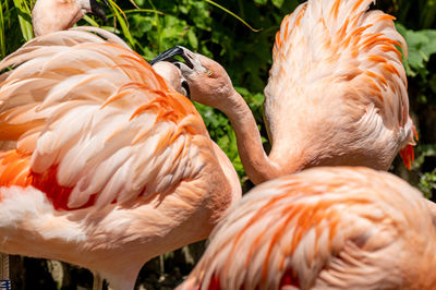 Close-up of flamingo