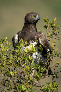 Martial eagle sits in bush turning right