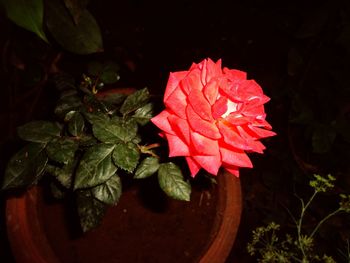 Close-up of red rose