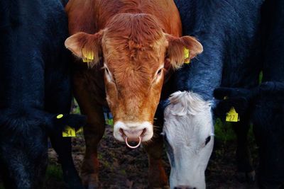 Cows standing on field