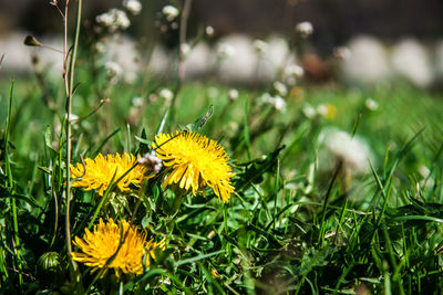 Close-up of yellow dandelion flower on field