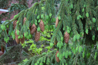 High angle view of pine cones growing in forest