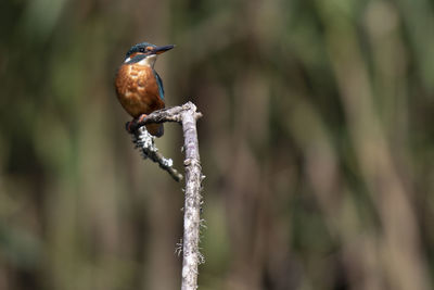 Kingfisher on perch 
