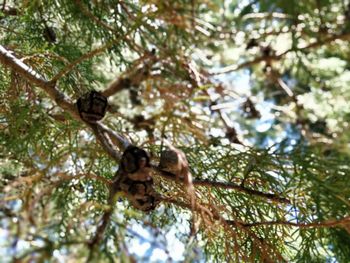 Low angle view of a squirrel on tree