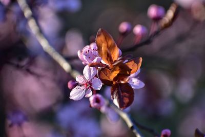 Blooming cherry tree in gdynia