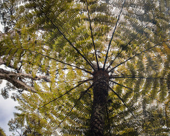 Low angle view of palm tree against sky