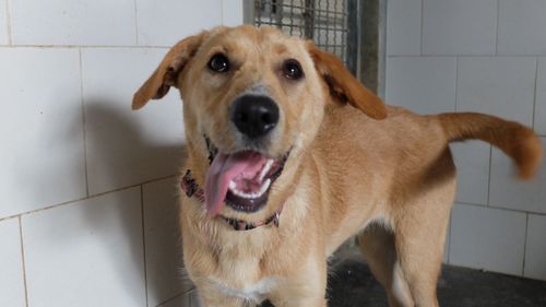 Close-up portrait of dog