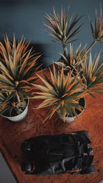 High angle view of potted plant on table