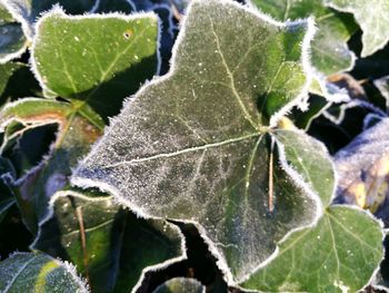 Close-up of frost plant leaves