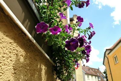 Low angle view of flowers