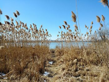 Plants growing by lake against sky