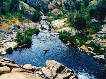 High angle view of ducks on rock by trees